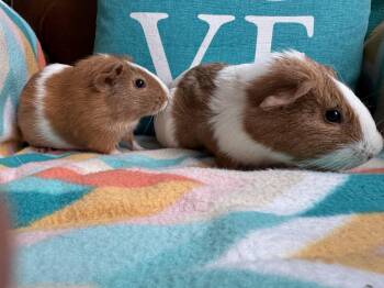 Rescue Guinea Pig Guinea Pigs for Adoption in Walnut Grove, California - Reggie And Mason | PetCurious